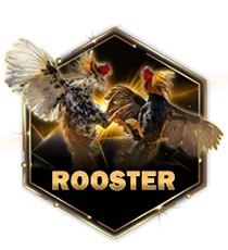 rooster